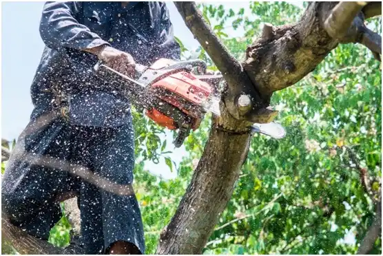 tree services Wartrace